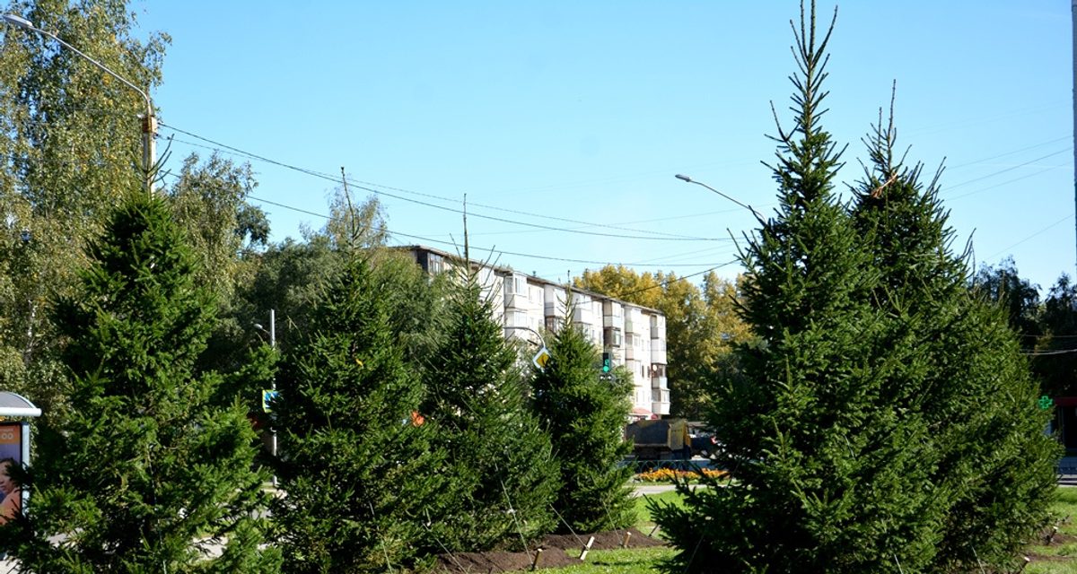 С 15 сентября в Барнауле высадят почти тысячу деревьев и 1131 кустарник