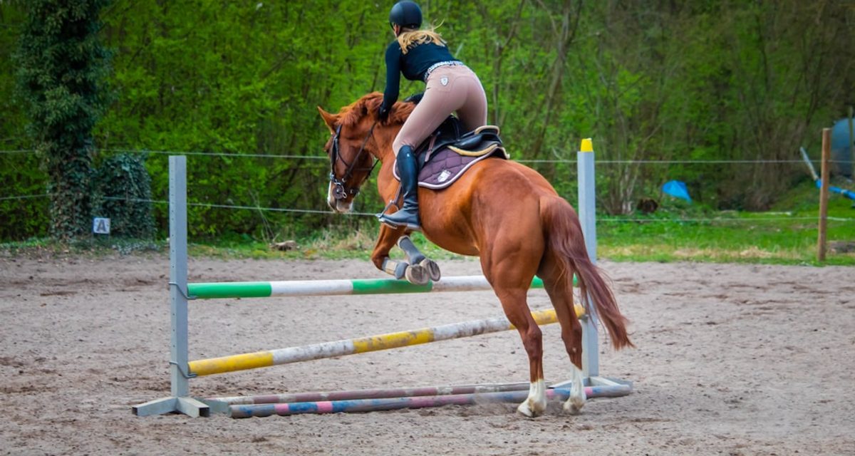 На барнаульском ипподроме пройдёт первенство Сибири по конному спорту