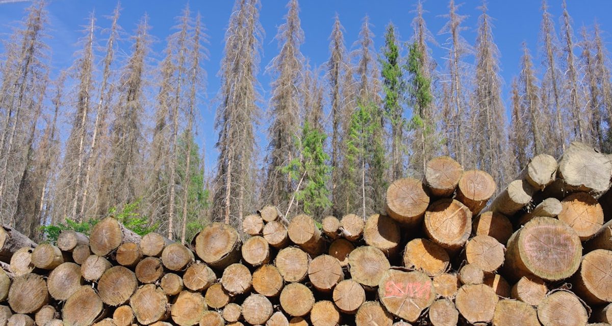 Житель Заринского района спилил 22 берёзы: ущерб лесному фонду превысил 550 тысяч рублей