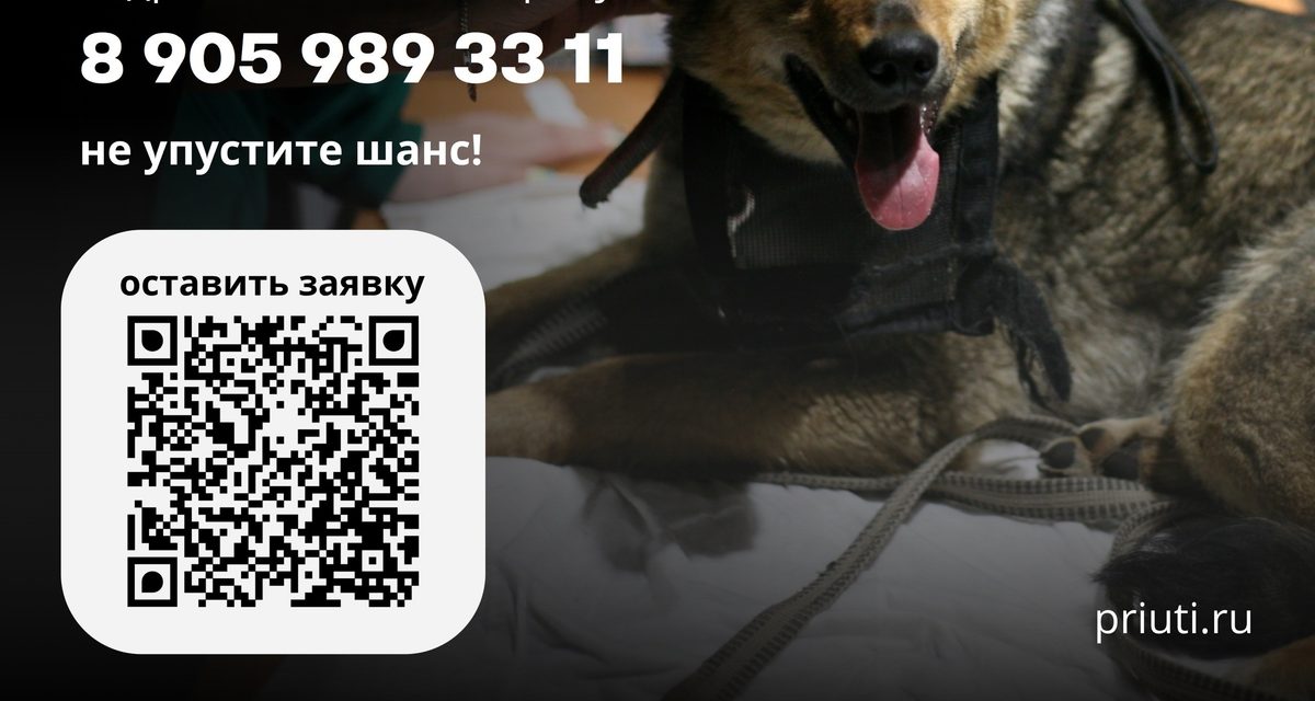 Приют «Ласка» бесплатно чипирует собак на дому и помогает доставить их на стерилизацию