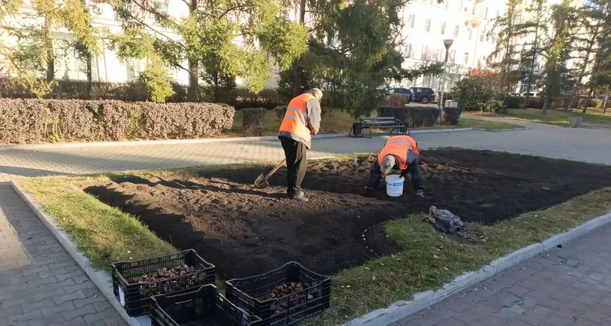 В Барнауле высаживают тюльпаны, которые расцветут весной 2027 года