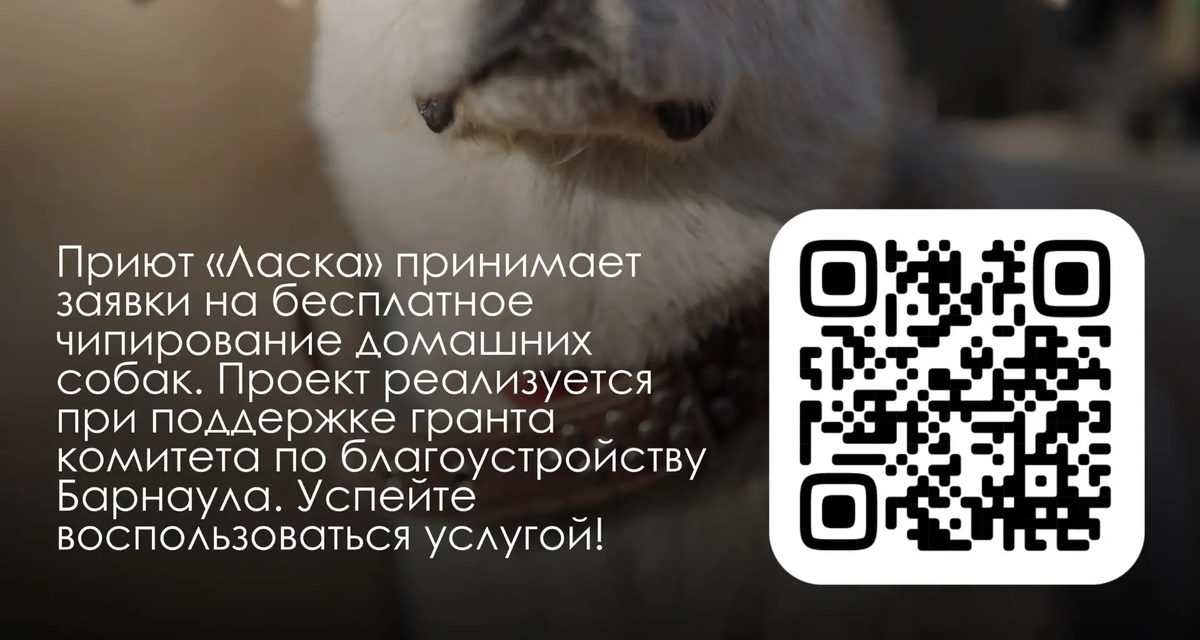 В пригороде Барнаула собак бесплатно чипируют в выходные: чип уже помог вернуть питомцев хозяевам